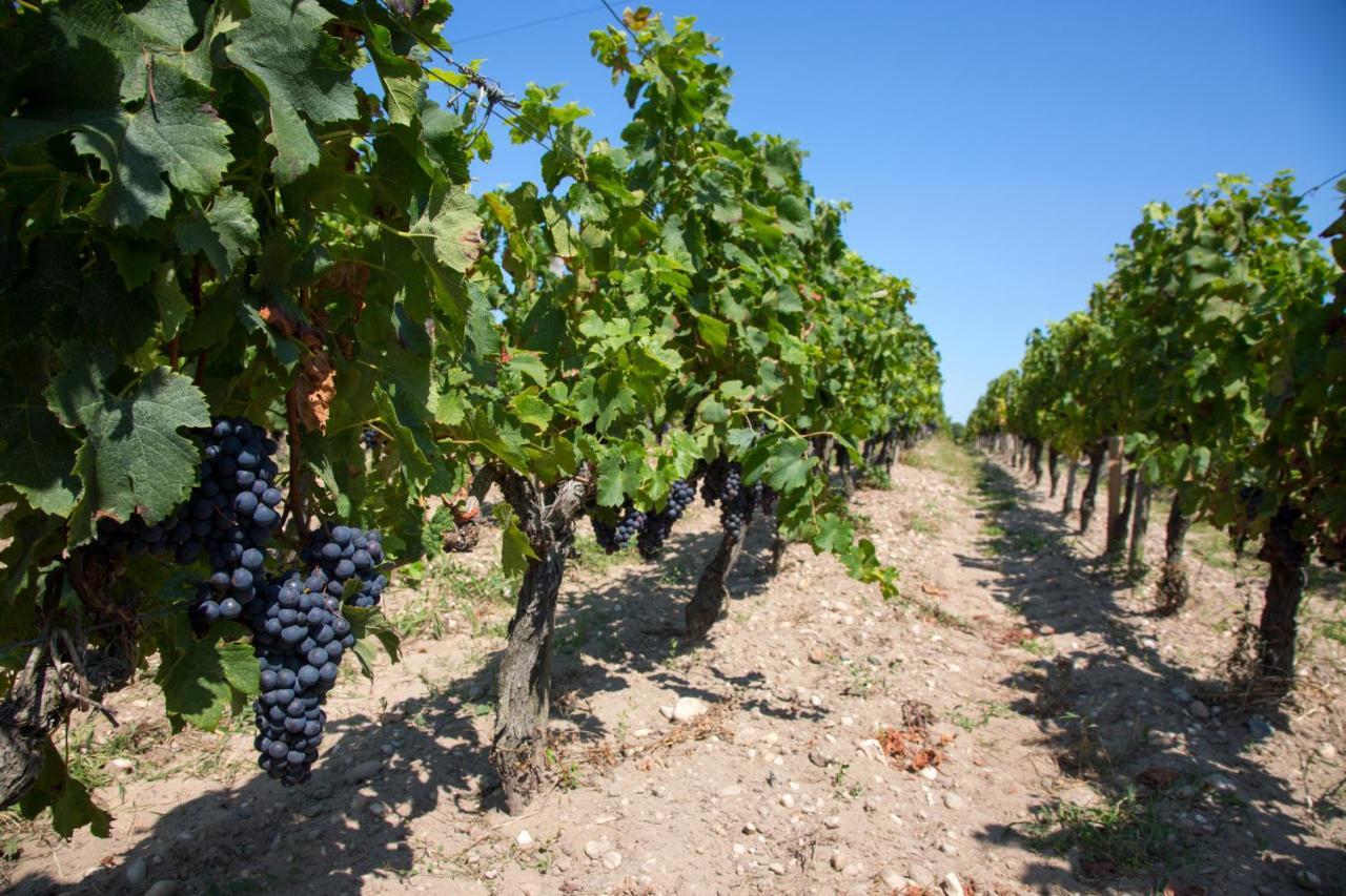 Wine Hote Chambre D'Hotes Le Pian-Médoc Exteriér fotografie